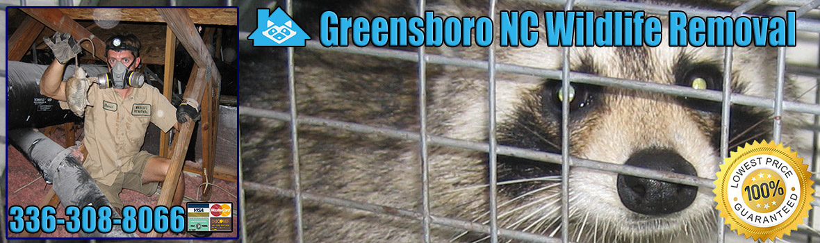 Greensboro Pest Animal Removal, Wildlife Exterminator North Carolina